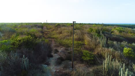 utility pole power lines cut across desert arid acacia cactus landscape of dry ecoregion in curacao