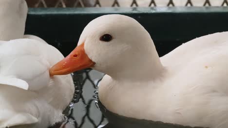 white duck in water