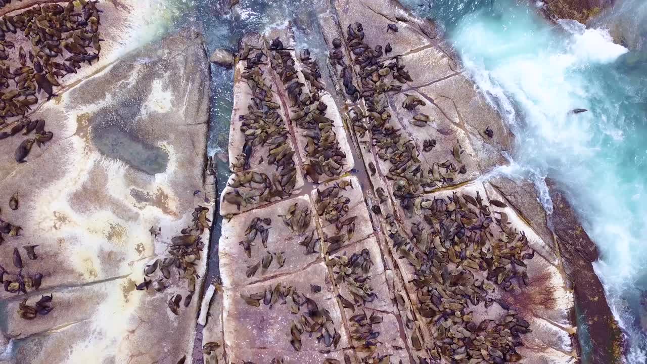 Drone aerial over massive seal colony on a small island off the coast of South Africa 4
