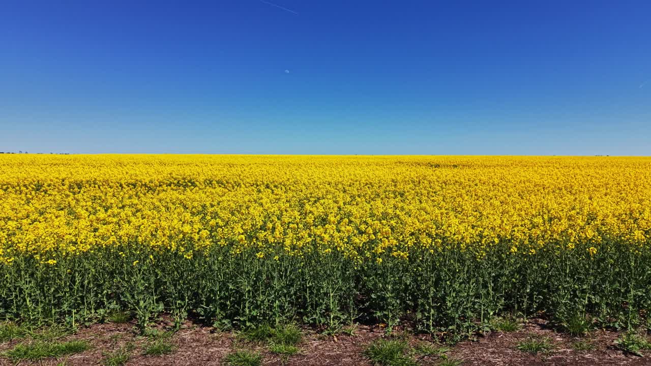 Campo giallo brillante si estende sotto un cielo blu alla luce del giorno.
