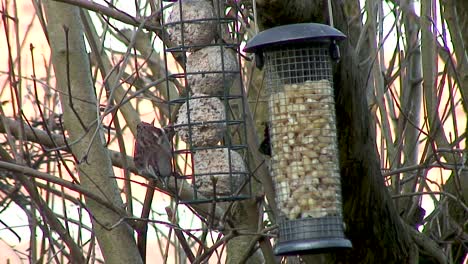 A-House-Sparrow-feeding-on-fat-balls-hanging-in-a-lilac-tree-in-a-bird-feeder