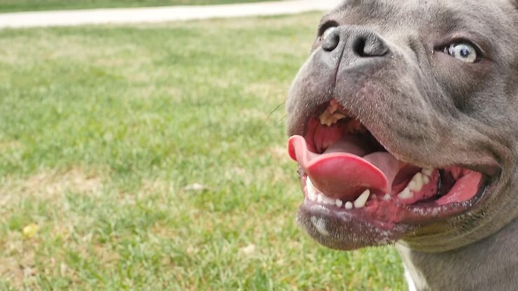 Big smiling dog panting and winking