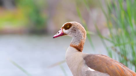 Un-Goode-Egipcio-En-La-Reserva-De-Vida-Silvestre-Sepulveda