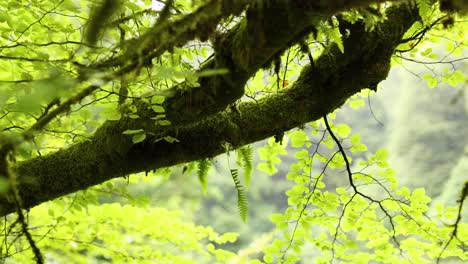 branch with leaves in lush forest