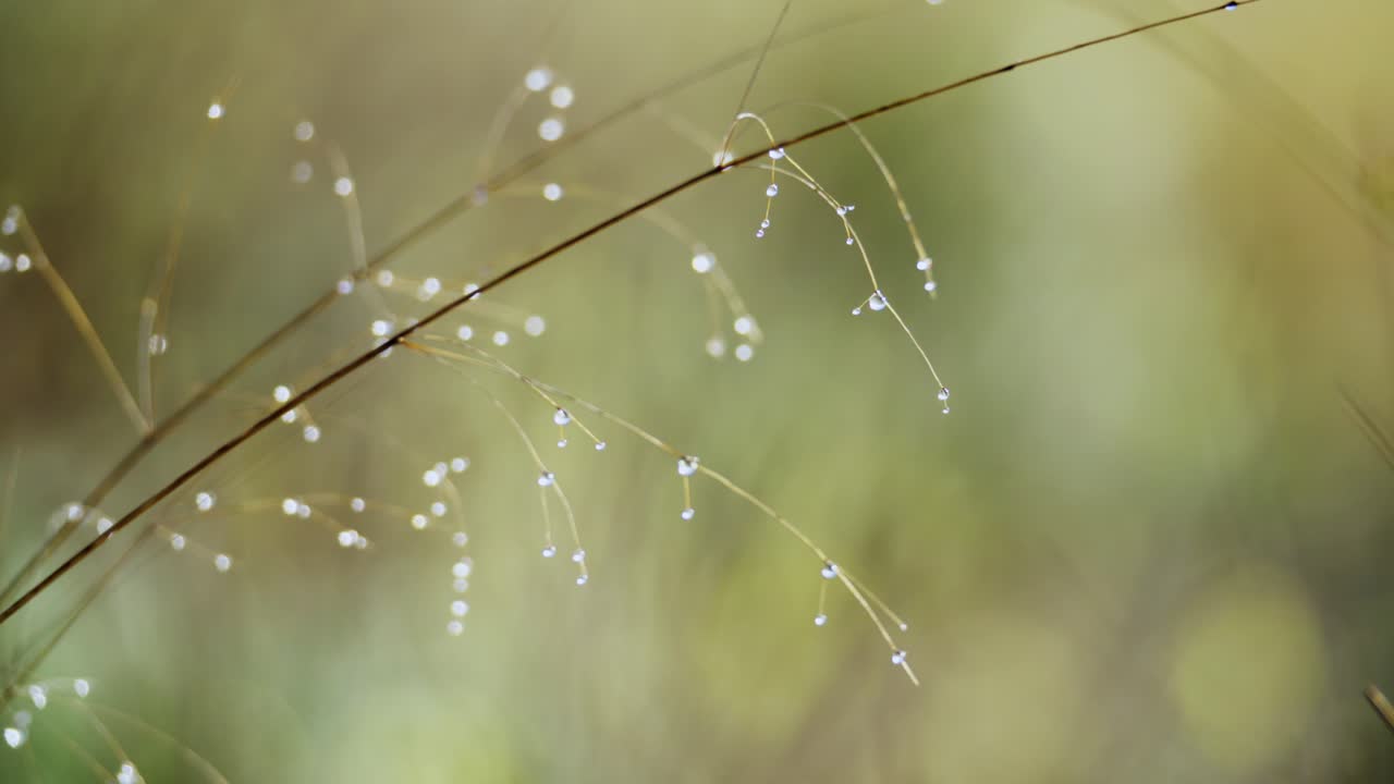 Morning dew on leaves in the desert