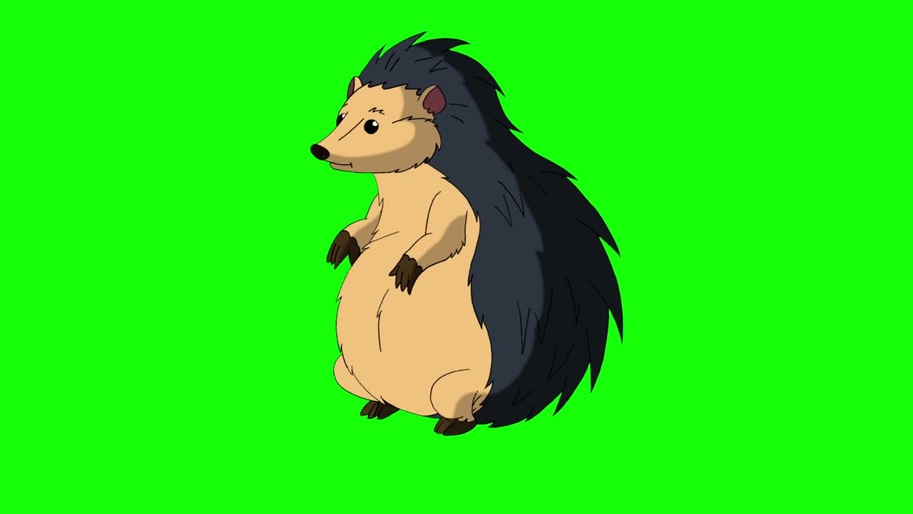 Hedgehog wakes up and falls asleep again chroma key