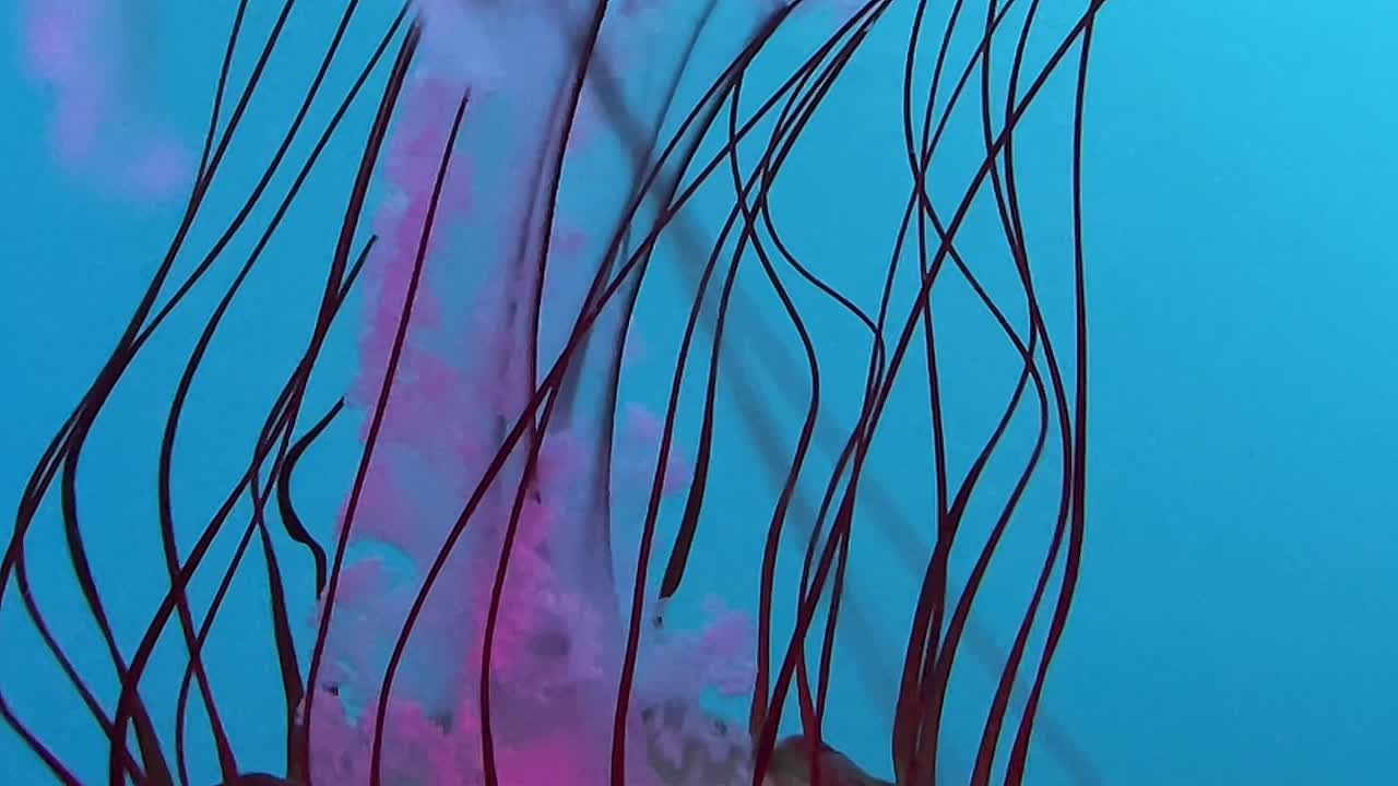 medusas de acuario: nadan luminosas en una iluminación colorida