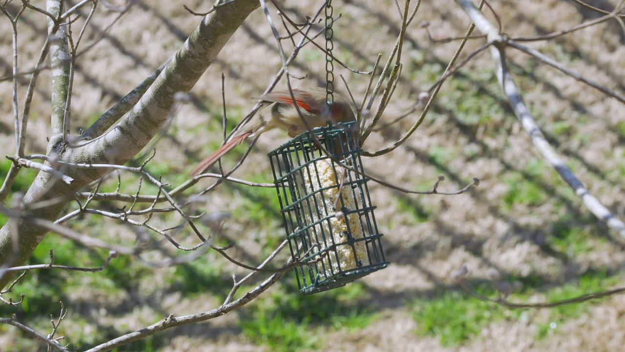 cardenal del norte hembra comiendo en un comedero para pájaros sebo durante el invierno tardío en carolina del sur