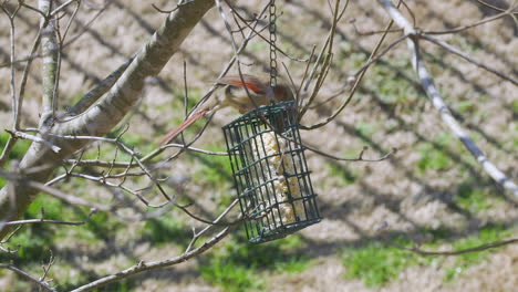 female northern cardinal eating at a suet bird-feeder during late-winter in south carolina