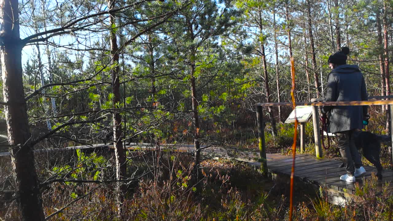 A person walking their two dogs on a wooden hiking trail and over a wooden bridge in Pääsküla bog during autumn time while sun is shining. Pine trees and small plants are surrounding the hiking trail