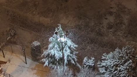 pino desde arriba bajo la nieve