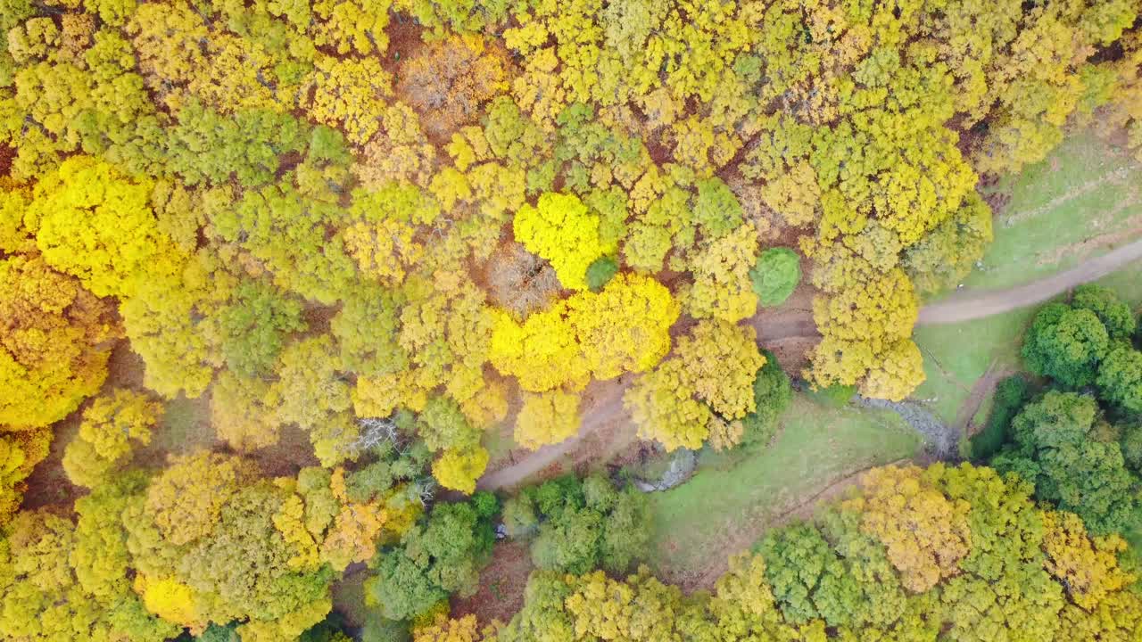 안개가 많은 아침에 도로와 함께 가을의 숲