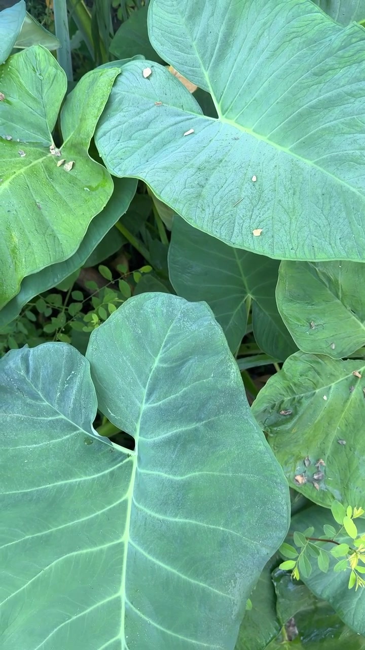 Nahaufnahme großer grüner Taro-Blätter in einem Garten
