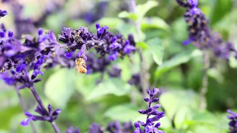 las abejas interactúan con las flores de salvia púrpura