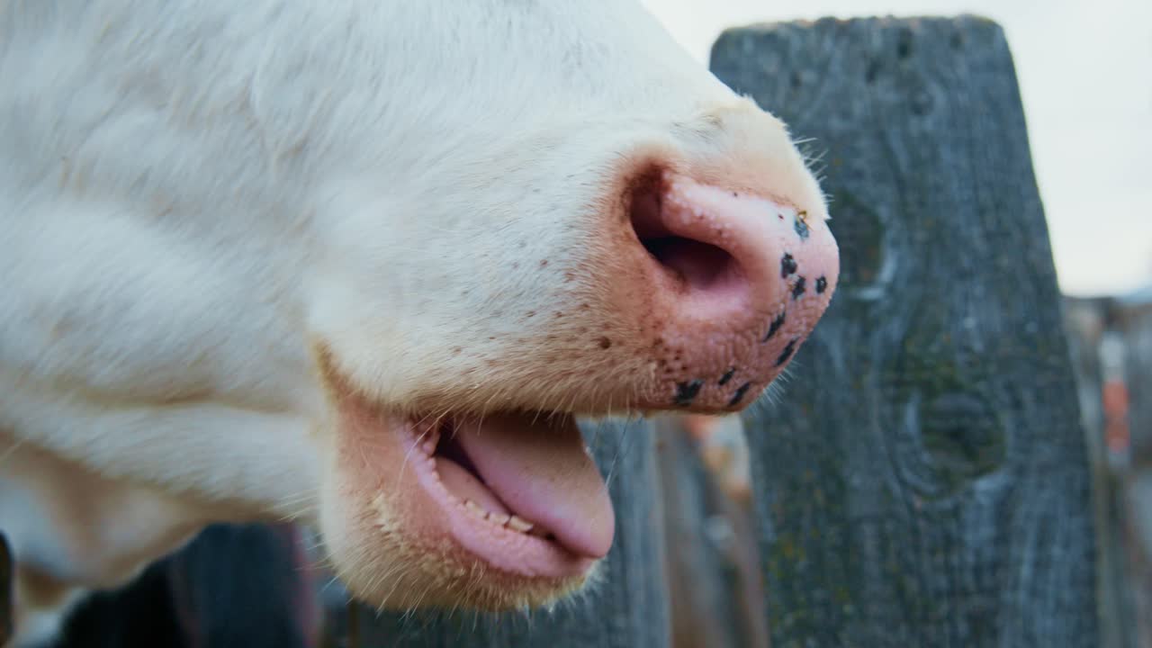 Close-up of a cow's nose and mouth