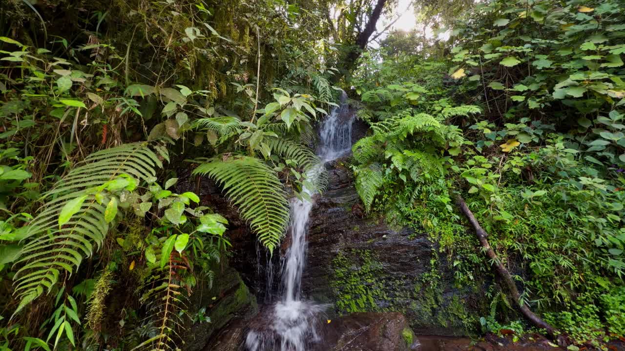 Ein wunderschöner kleiner Wasserfall fließt über moosbewachsene Felsen, umgeben von leuchtend grünen Farnen und dichter tropischer Vegetation im Herzen eines madagassischen Regenwaldes.