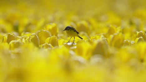 yellow wagtail bird sits on tulip flowers and flies away, close view