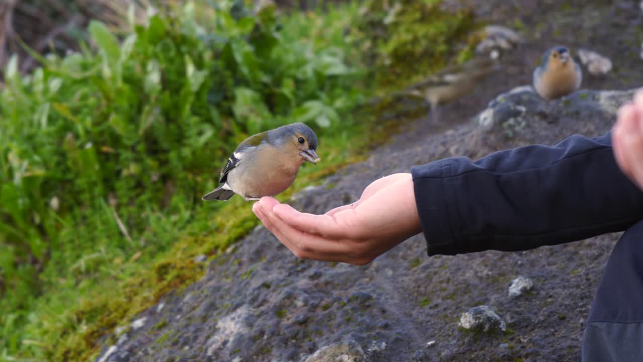등산객 손의 씨앗을 먹는 작은 새