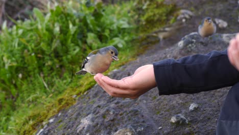 Pequeño-Pájaro-Comiendo-Semillas-De-La-Mano-De-Un-Excursionista