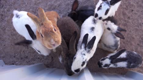 cute little bunny rabbits beg for food in a pen