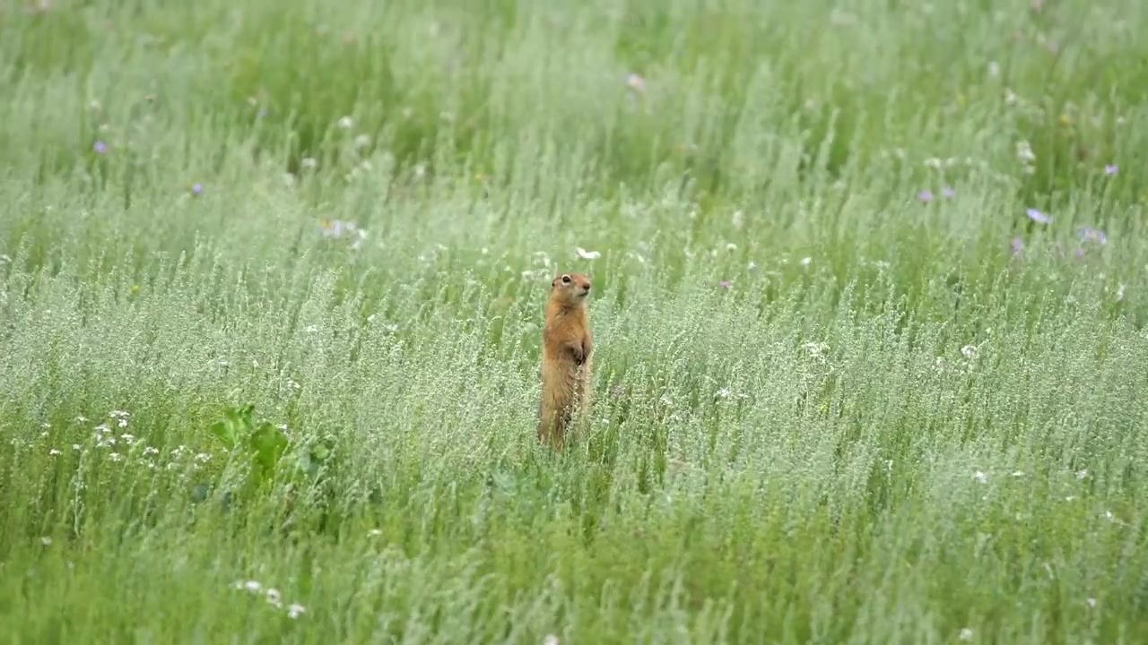 Ground Squirrel Standing Alert in a Grassy Meadow