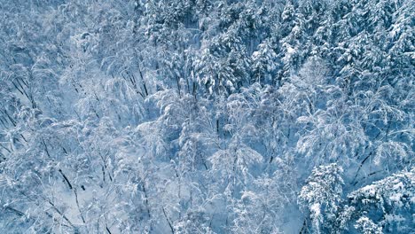 snowy branches in forest. winter fairy background