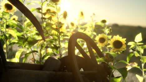 old vintage style scythe and sunflower field