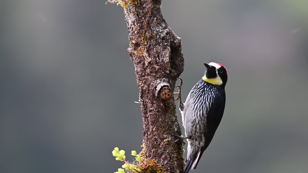 pájaro carpintero de bellota en un árbol