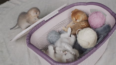 cute kittens in a basket, next to the balls of thread