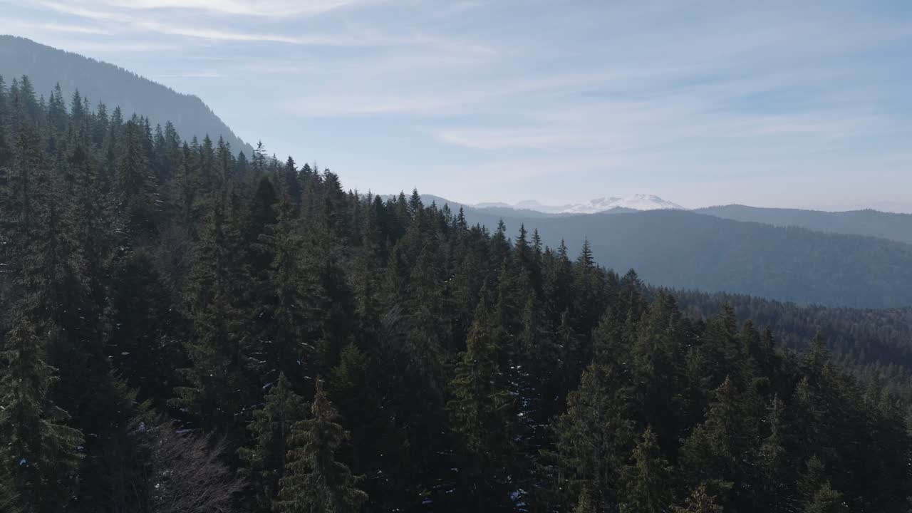 Dense forest and snow-capped mountains on a clear day under blue skies, aerial view