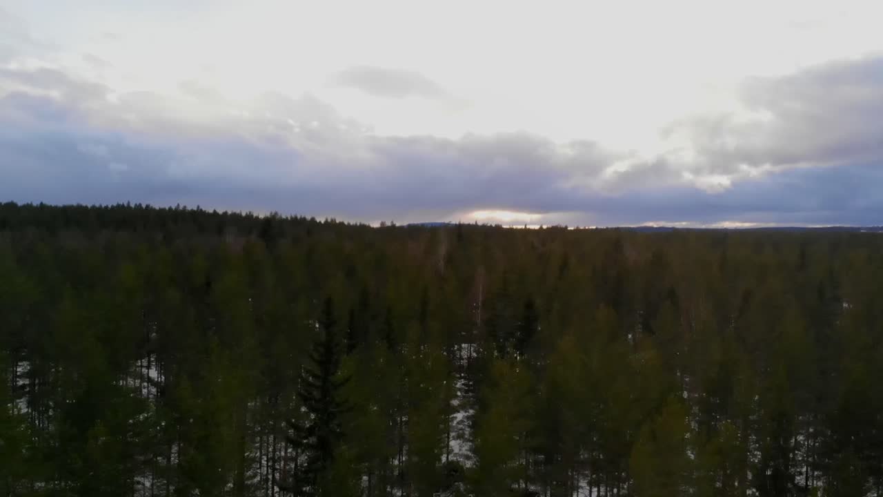 Aerial View of a Snowy Pine Forest at Sunset