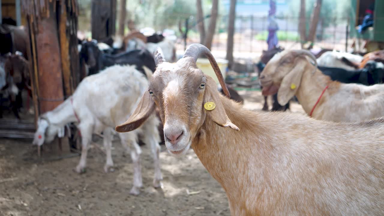 Video shot of goats in their pens.