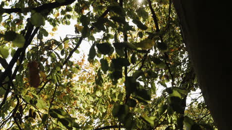 Slow-motion-shot-of-autumn-leaves-falling