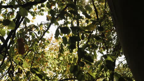toma en cámara lenta de hojas de otoño cayendo