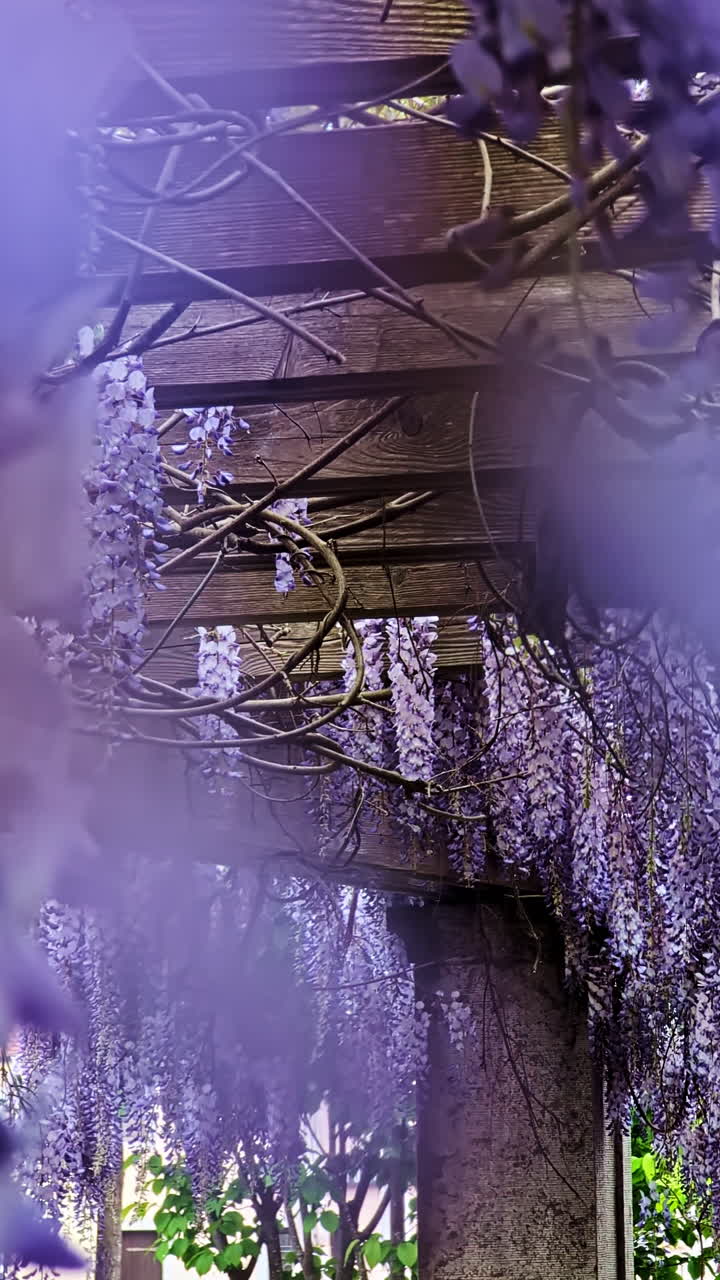 Closeup of blooming purple wisteria hanging from wooden structure, vertical background