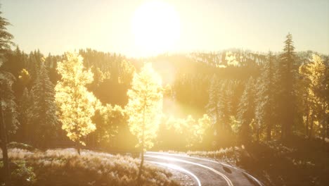 Forest-under-Sunrise-Sunbeams