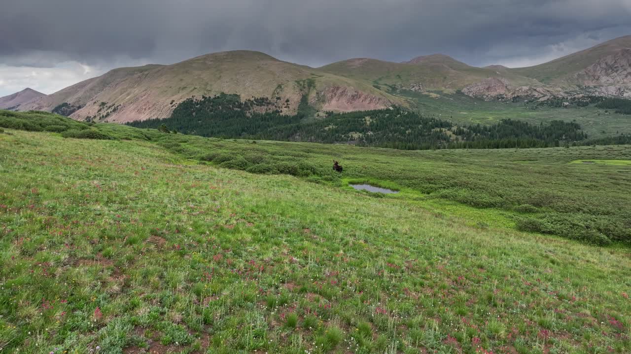 el avión no tripulado empujó al alce dejando la piscina alpina dirigiéndose hacia el accidentado desierto de colorado