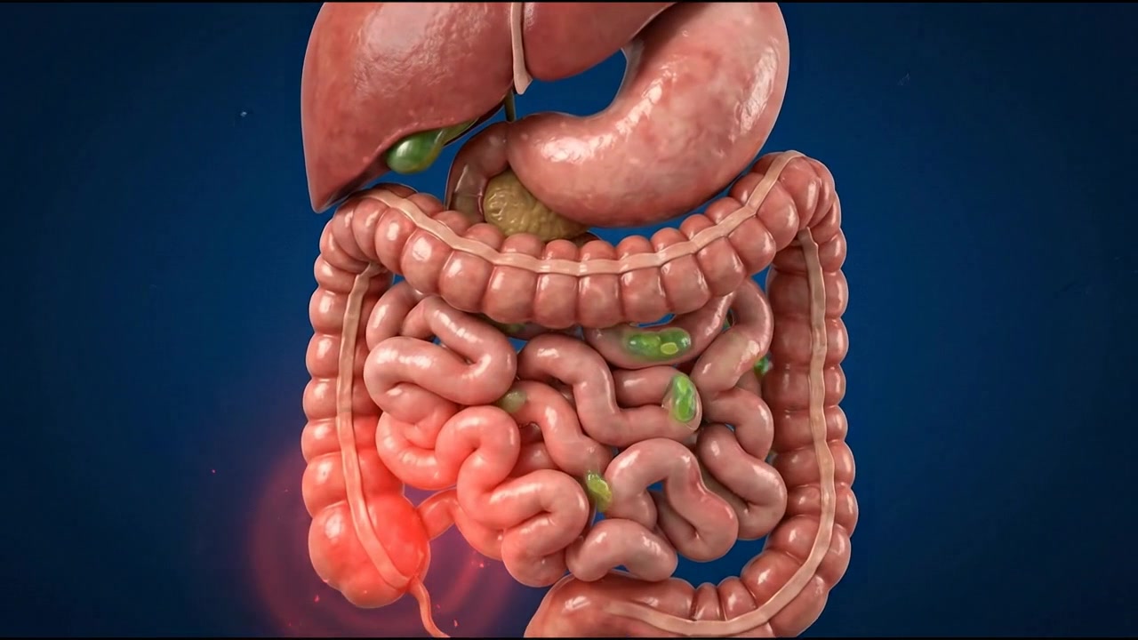 Digital isolated digestive system illustration with liver and intestines