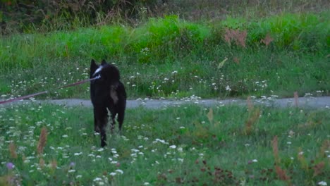 karelian bear dog on a leash walking in slow motion through tall grass with lots of white flowers around during summer time evening or dusk while sun is weak