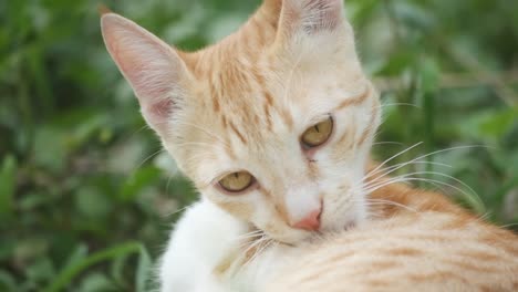 adorable marmalade tabby cat cleaning himself and then looking cute slow motion