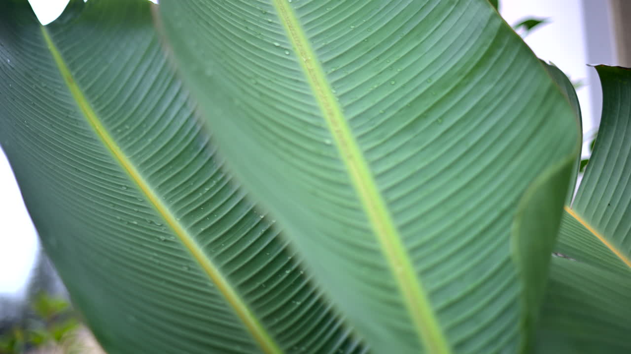 Close up of a green tropical leaf with visible veins and water droplets