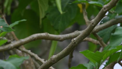 seen perched on a branch as the camera zooms out during a windy afternoon then it flies away, bar-winged flycatcher-shrike hemipus picatus, thaialnd