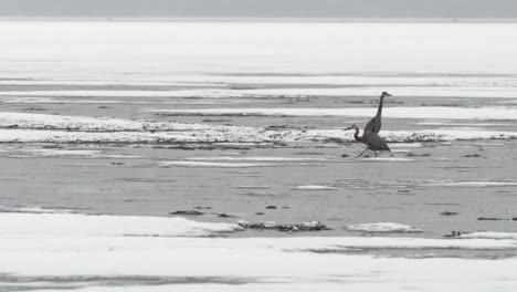 Garzas-Azules-Pescando-En-Una-Tormenta-De-Nieve