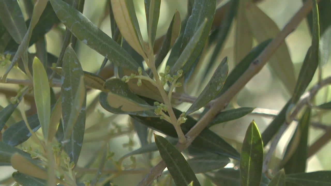 Close-up of Olive Tree Branches and Leaves