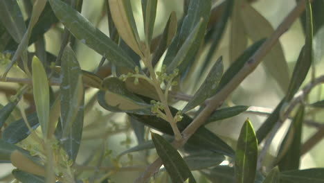 close-up of olive tree branches and leaves