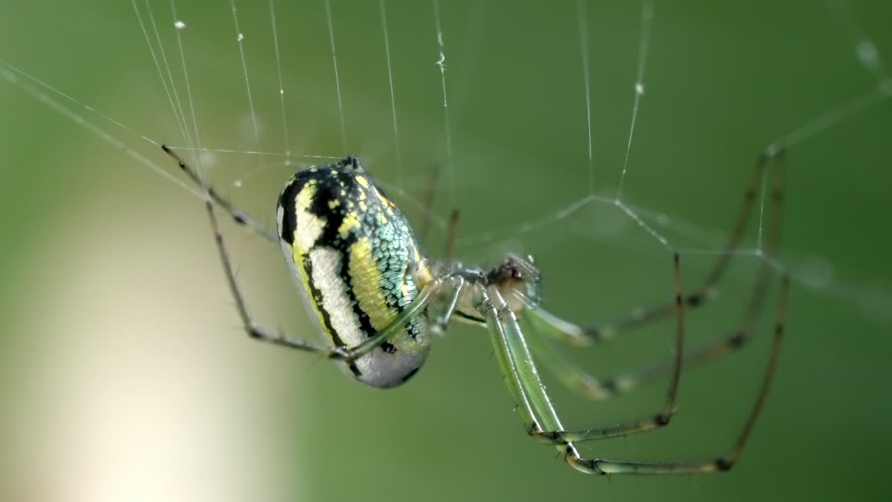 Orchard Spider on Its Web, Static Shot, Macro Close-up