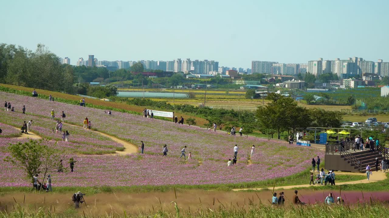 코스모스 꽃밭과 안성 농지, 도시 배경의 한국, 유명한 장소를 방문하는 많은 사람들