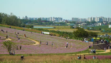 cosmos flower field and in anseong farmland, south korea on city urban background, a lot of people visiting famous place