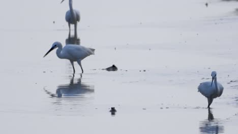 Seidenreiher-Jagt-Schlammspringer-Im-Wattenmeer