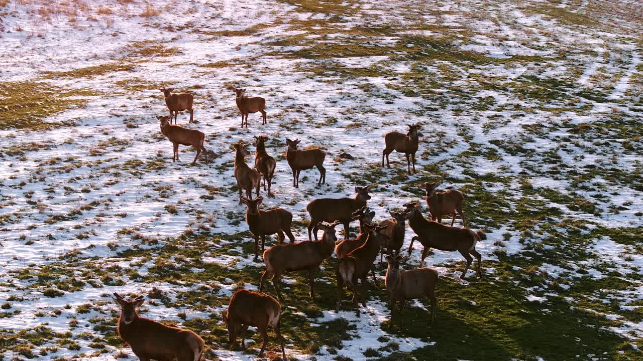 Antlered herd of deer and rams peacefully grazes snowy paddock at sunset light